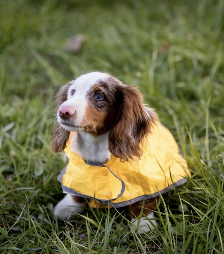 Entry image for Snoopy. Clicking this image will show a larger photo