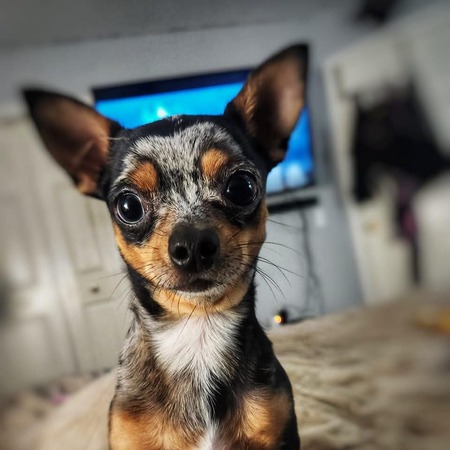 Entry image for Baxter. Clicking this image will show a larger photo