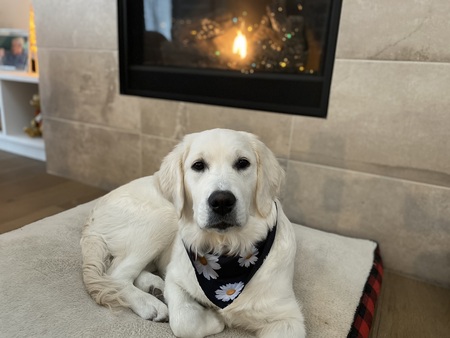 Entry image for Maisie. Clicking this image will show a larger photo