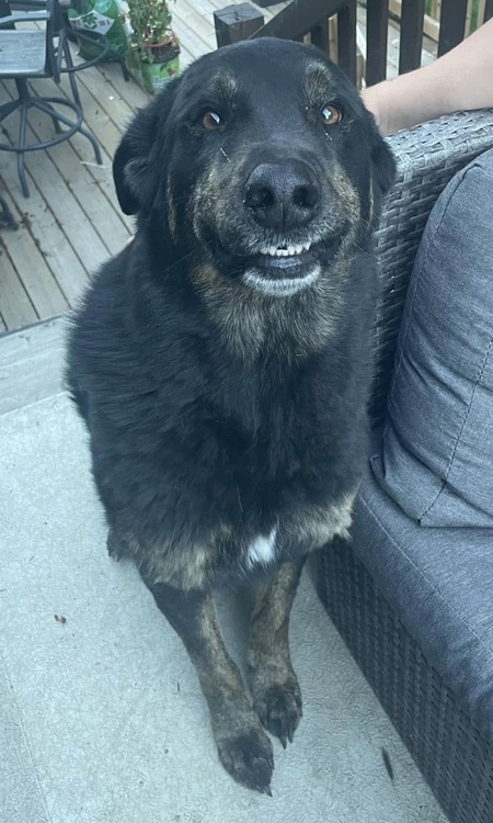 Entry image for Piper. Clicking this image will show a larger photo