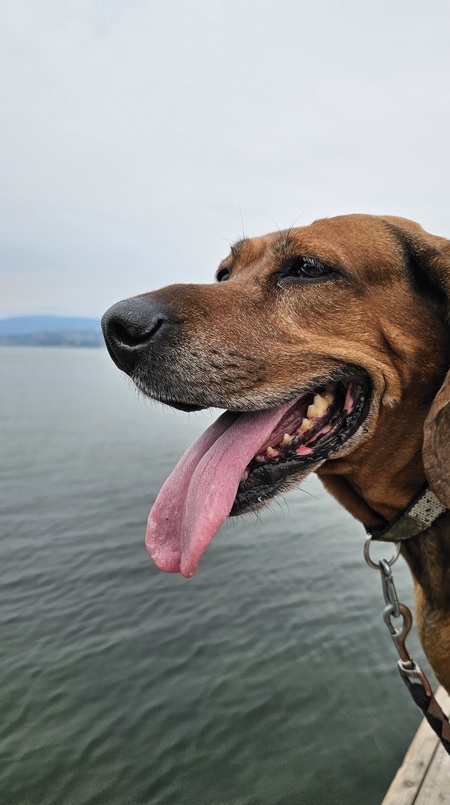 Entry image for Copper. Clicking this image will show a larger photo