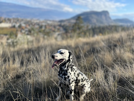 Entry image for Pongo. Clicking this image will show a larger photo