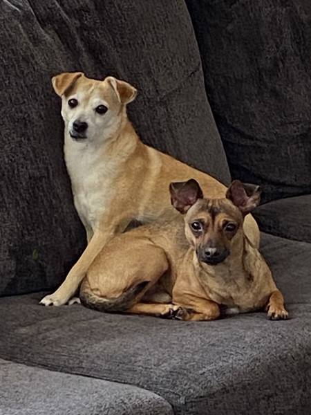 Entry image for Sammy and Hugo. Clicking this image will show a larger photo