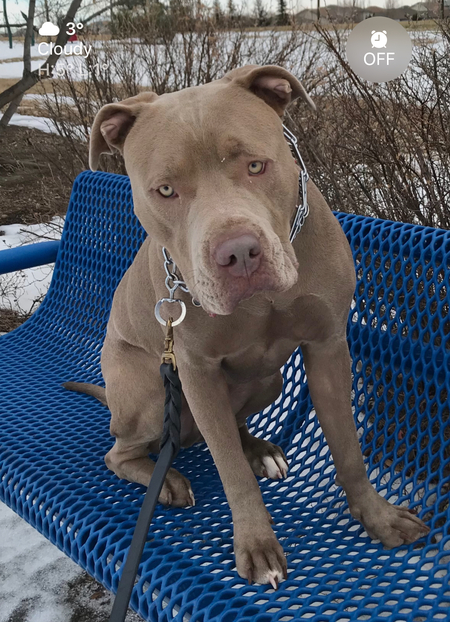 Entry image for Moose. Clicking this image will show a larger photo