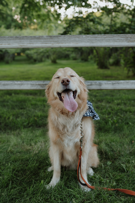 Entry image for Willis. Clicking this image will show a larger photo