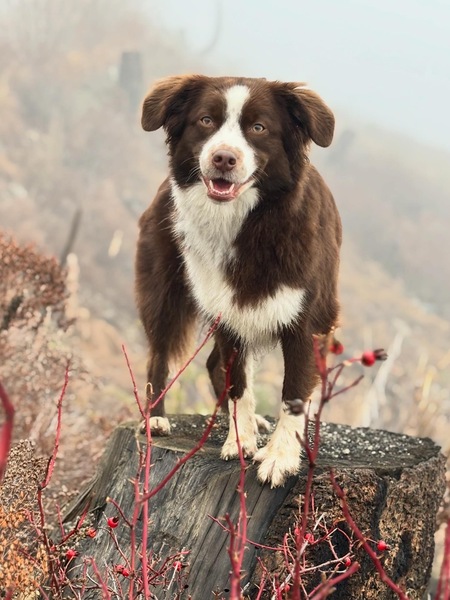 Entry image for Gemmy. Clicking this image will show a larger photo