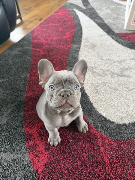 Entry image for Gus Gus. Clicking this image will show a larger photo