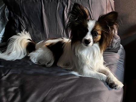 Entry image for Raya. Clicking this image will show a larger photo