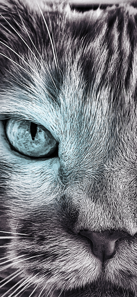 Entry image for Minu. Clicking this image will show a larger photo