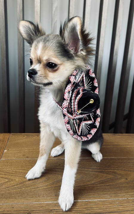 Entry image for Don Carlos. Clicking this image will show a larger photo