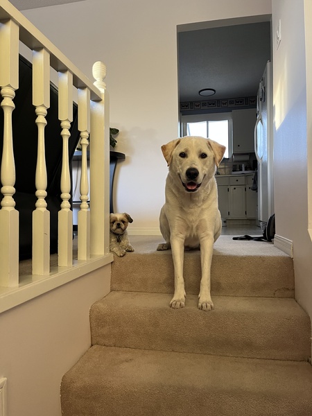 Entry image for Petey. Clicking this image will show a larger photo