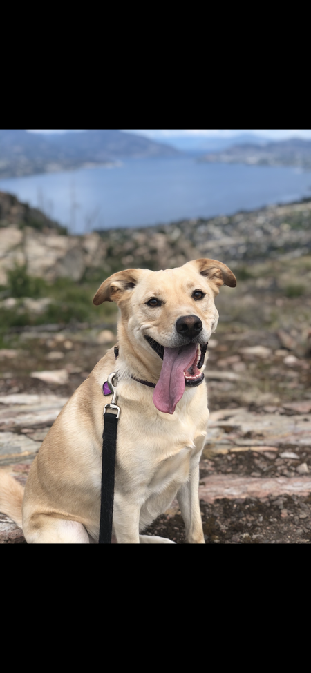 Entry image for Murphy. Clicking this image will show a larger photo