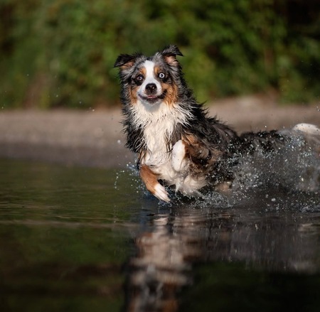 Entry image for Indigo. Clicking this image will show a larger photo