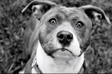 Entry image for Luci. Clicking this image will show a larger photo