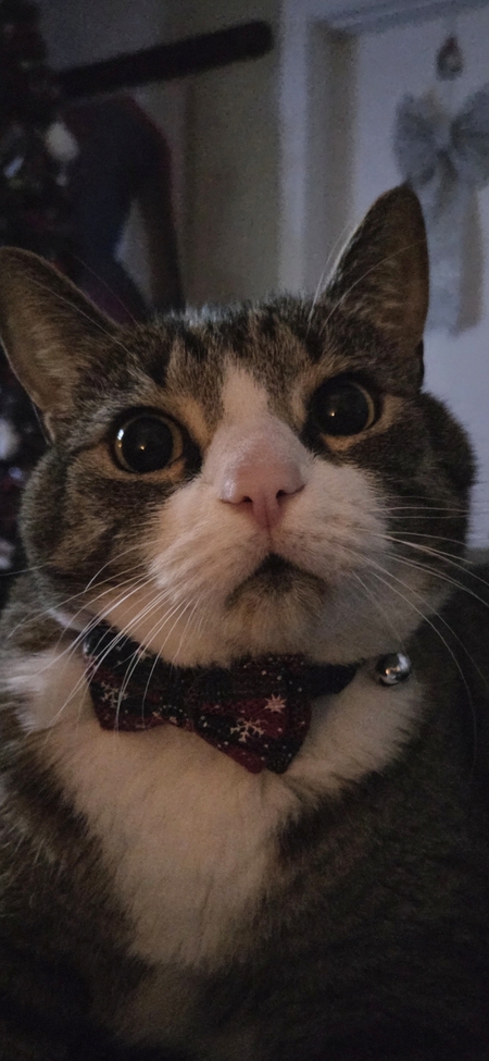 Entry image for Leo. Clicking this image will show a larger photo