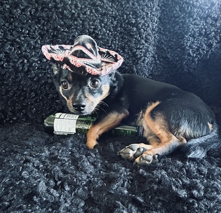 Entry image for Brewzer. Clicking this image will show a larger photo