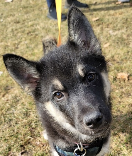 Entry image for Wylie. Clicking this image will show a larger photo