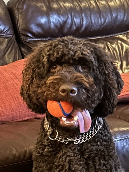 Entry image for Oscar. Clicking this image will show a larger photo