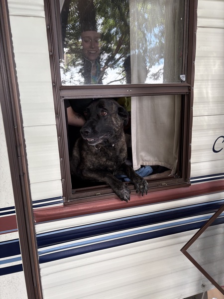 Entry image for Ginger. Clicking this image will show a larger photo