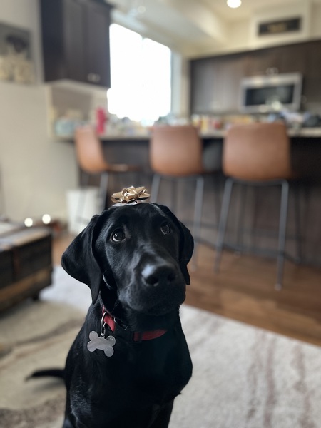 Entry image for Duke. Clicking this image will show a larger photo