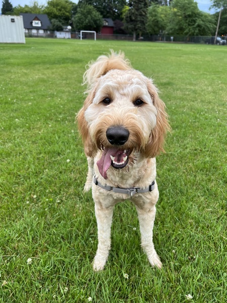 Entry image for Harlo. Clicking this image will show a larger photo