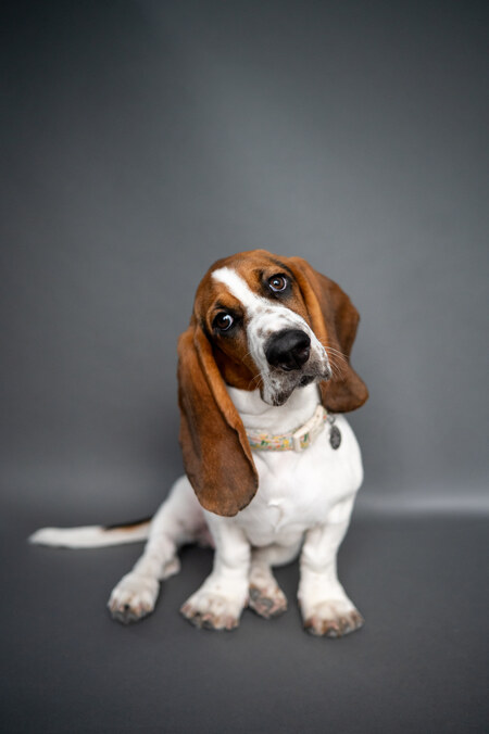 Entry image for Rhubarb. Clicking this image will show a larger photo