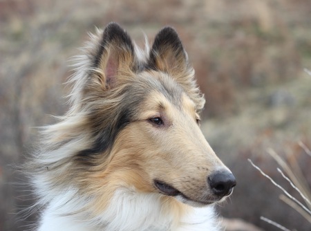 Entry image for Murphy. Clicking this image will show a larger photo