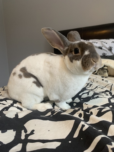 Entry image for Rupert. Clicking this image will show a larger photo