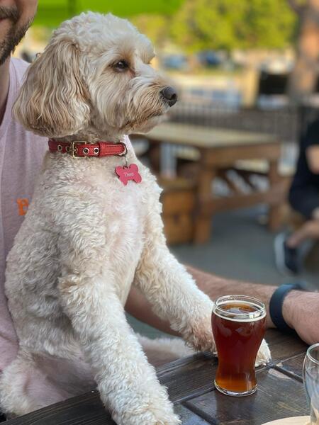 Entry image for Theo. Clicking this image will show a larger photo