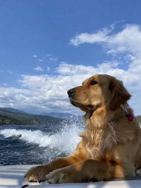 Entry image for Bailey. Clicking this image will show a larger photo