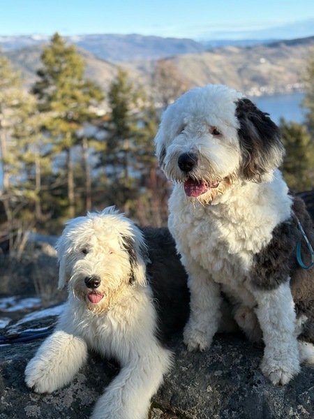 Entry image for Howie and Blue. Clicking this image will show a larger photo