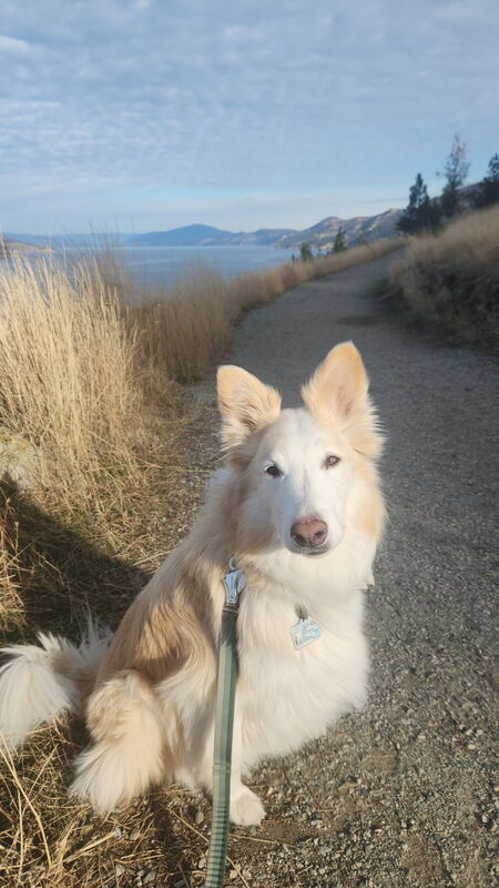 Entry image for Khaleesi. Clicking this image will show a larger photo