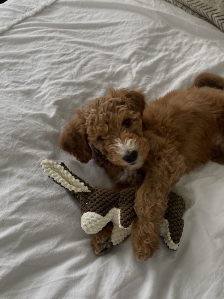 Entry image for Milo. Clicking this image will show a larger photo