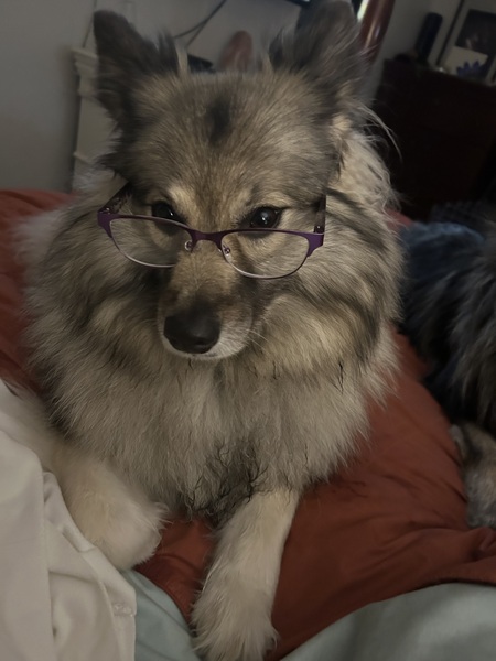 Entry image for Sheba . Clicking this image will show a larger photo