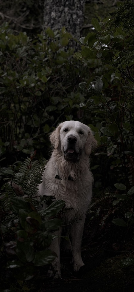 Entry image for Willy. Clicking this image will show a larger photo