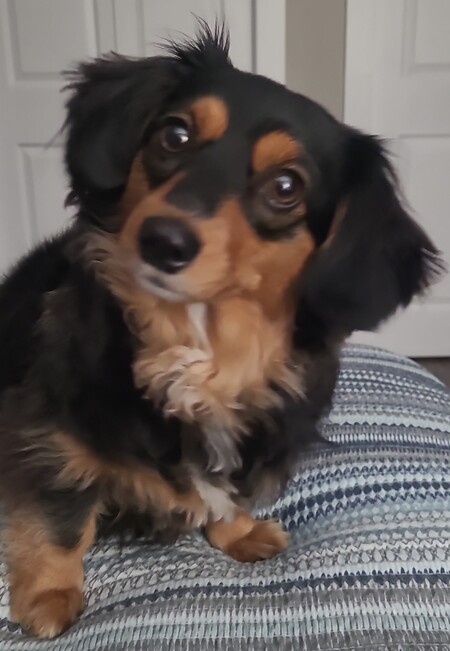 Entry image for Scout. Clicking this image will show a larger photo