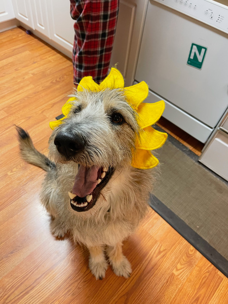 Entry image for Wilbur. Clicking this image will show a larger photo