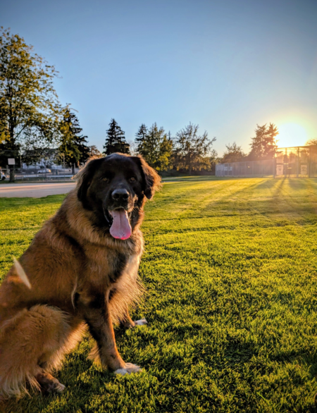 Entry image for Rhys . Clicking this image will show a larger photo