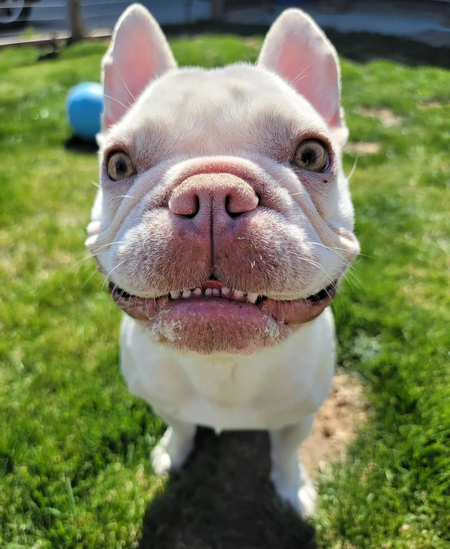 Entry image for Kawi. Clicking this image will show a larger photo