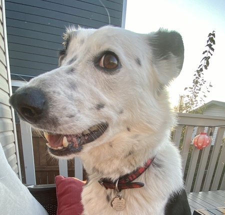 Entry image for Kodak. Clicking this image will show a larger photo