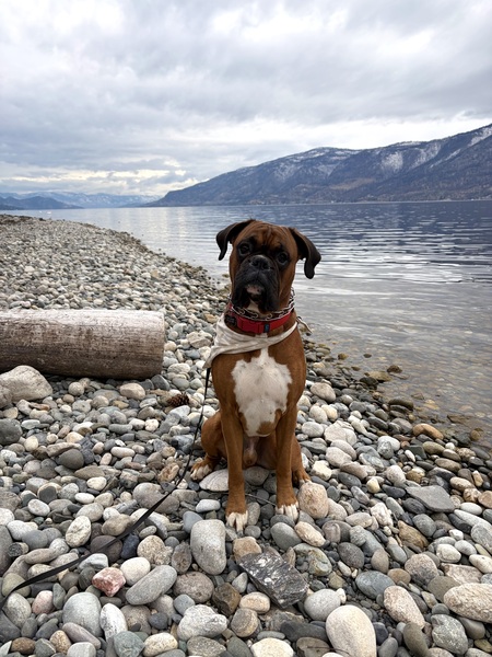 Entry image for Chancho . Clicking this image will show a larger photo