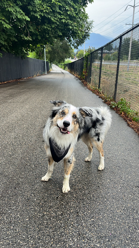 Entry image for Bentley. Clicking this image will show a larger photo