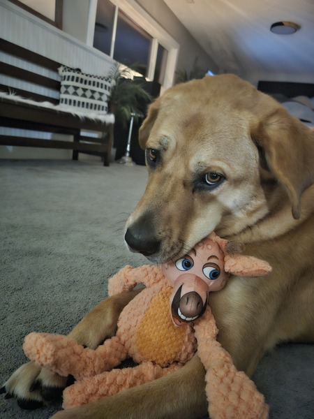 Entry image for Frida Howl. Clicking this image will show a larger photo