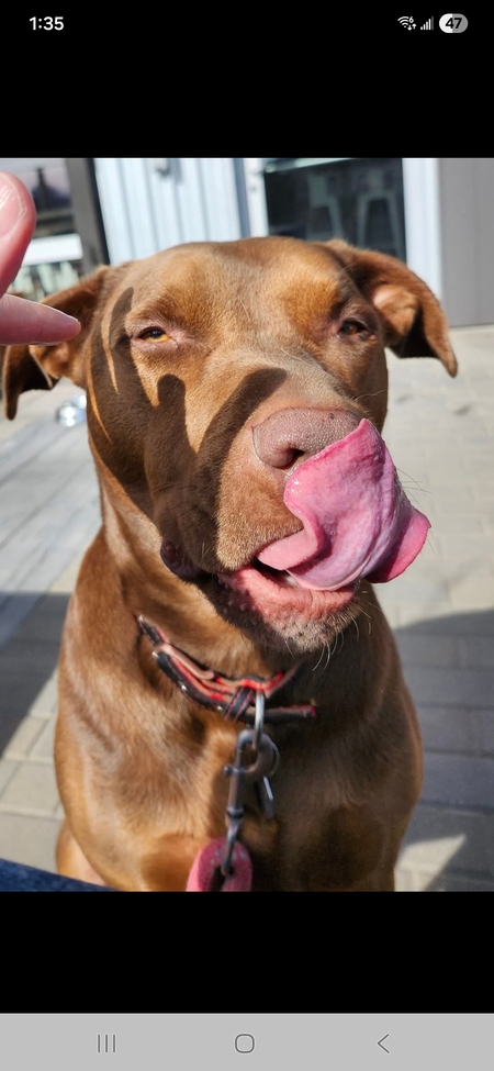 Entry image for Gus Gus . Clicking this image will show a larger photo