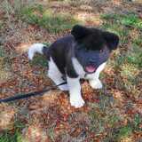 Entry image for Kailani