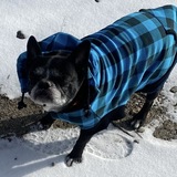 Entry image for Koda