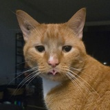 Entry image for Goose 