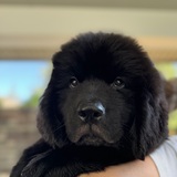 Entry image for Kuma Bear