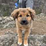 Entry image for Moose