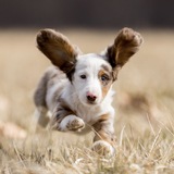 Entry image for Snoopy